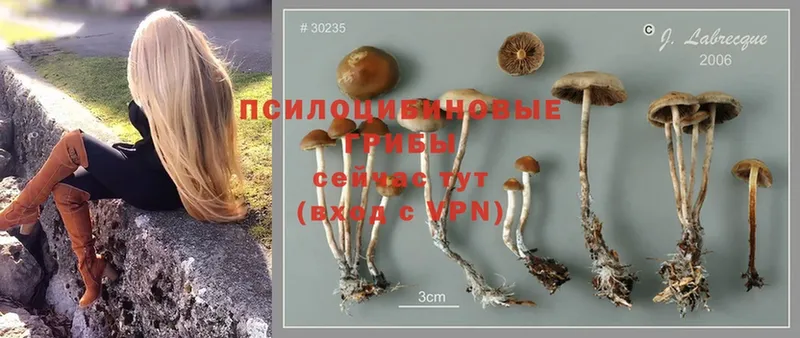 hydra как зайти  Ермолино  Галлюциногенные грибы Psilocybine cubensis 